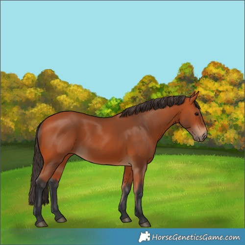 Horse Color:Bay 