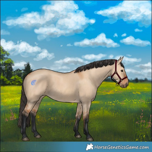 Horse Color:Bay Dun 