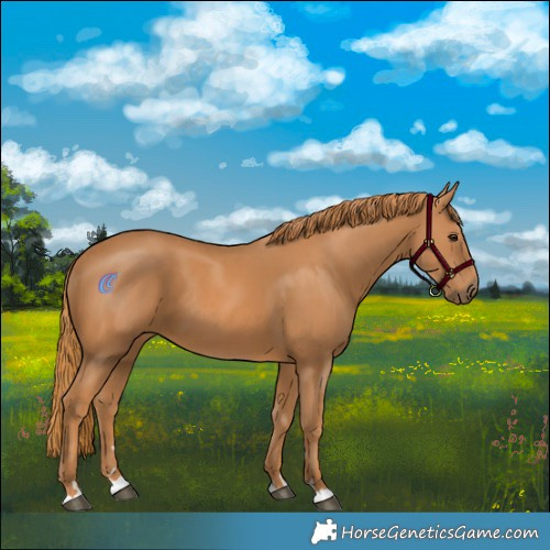 Horse Color:Chestnut 