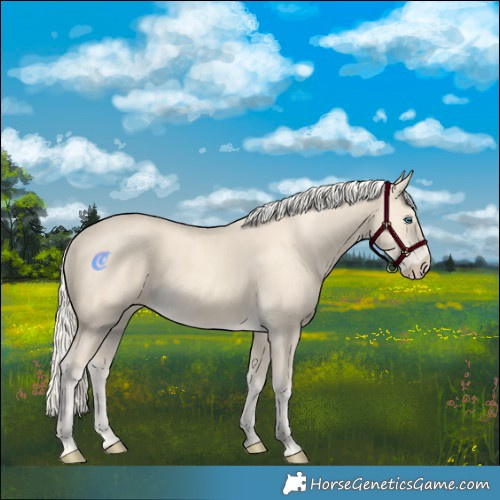 Horse Color:Cremello 