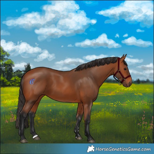 Horse Color:Bay 