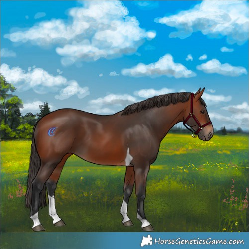 Horse Color:Bay Tobiano 