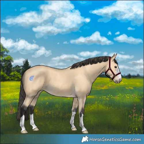 Horse Color:Buckskin 