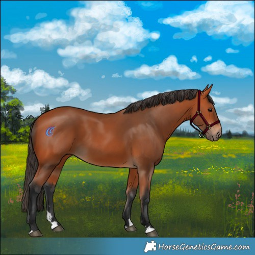 Horse Color:Bay 