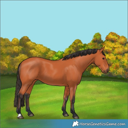 Horse Color:Bay 