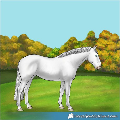 Horse Color:Cremello Dun Tobiano 