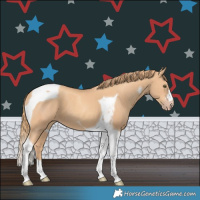 Horse Color:Gold Champagne Tobiano 