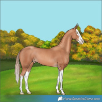 Horse Color:Gold Champagne Splash 