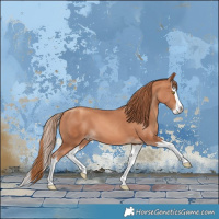 Horse Color:Gold Champagne Splash