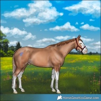 Horse Color:Gold Champagne Splash 