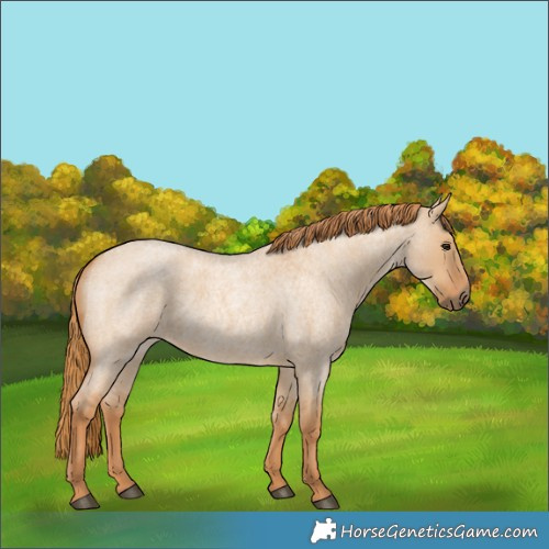 Horse Color:Red Dun Roan 