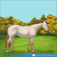 Horse Color:Red Dun Roan 