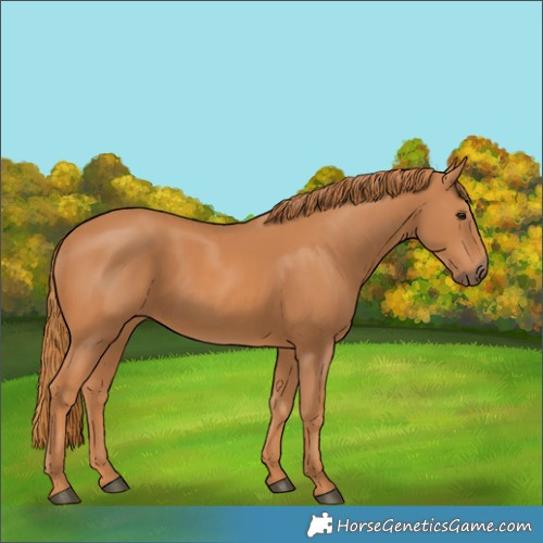 Horse Color:Chestnut 