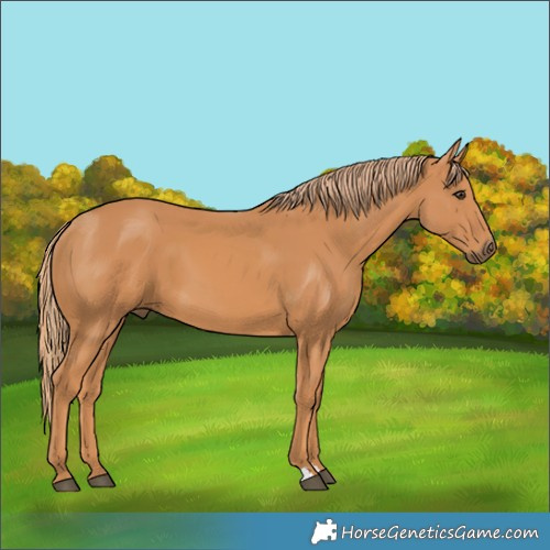 Horse Color:Unknown 