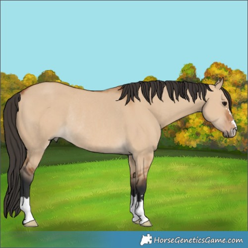 Horse Color:Bay Dun Rabicano 