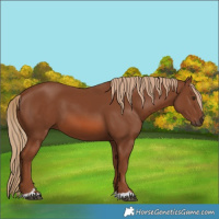 Horse Color:Chestnut 