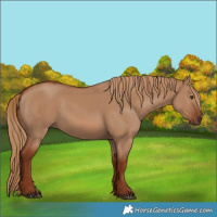 Horse Color:Red Dun