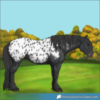 Horse Color:Black Appaloosa 