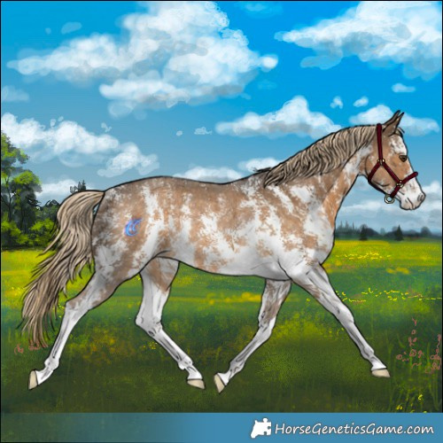 Horse Color:Chocolate Palomino Sabino Rabicano