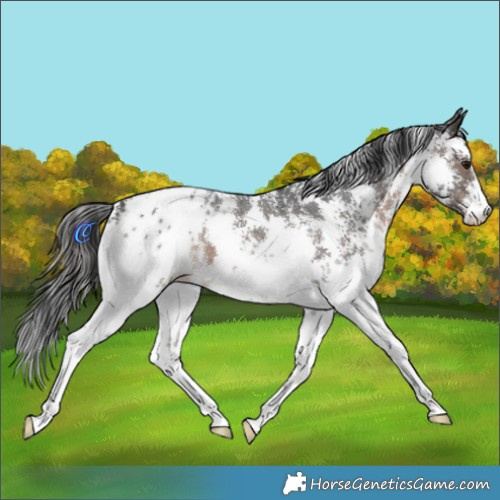 Horse Color:Brown Sabino Appaloosa 
