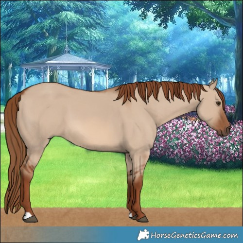 Horse Color:Red Dun 