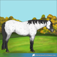 Horse Color:Blue Roan Near Leopard 