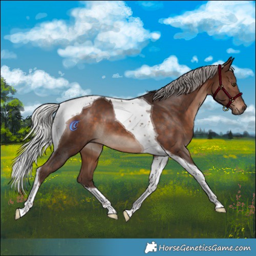 Horse Color:Silver Brown Tobiano