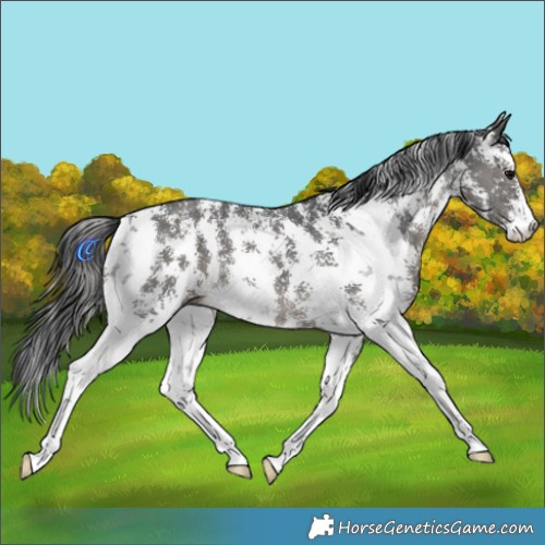 Horse Color:Black Sabino 