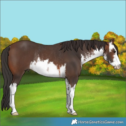 Horse Color:White Spotted Brown Rabicano 