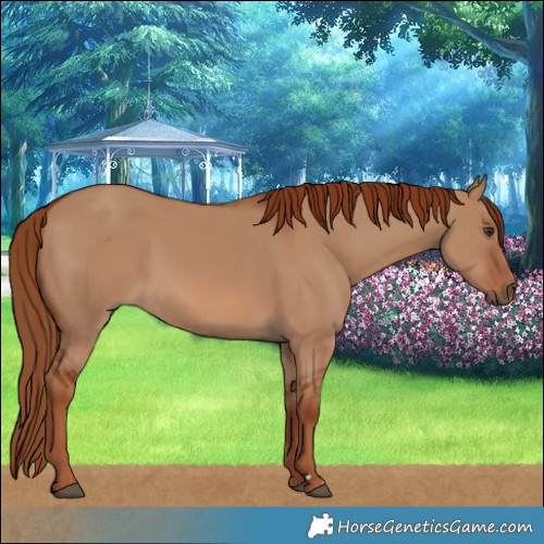 Horse Color:Red Dun 