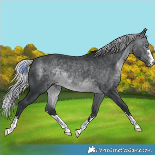 Horse Color:Silver Brown Chinchilla 