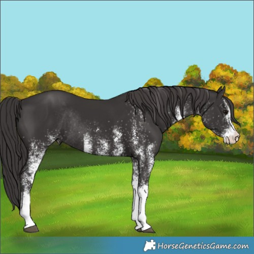 Horse Color:White Spotted Smoky Black Rabicano 