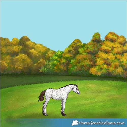Horse Color:Gray Red Roan Appaloosa 