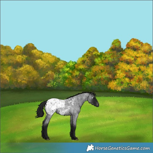 Horse Color:Gray Blue Roan Appaloosa 