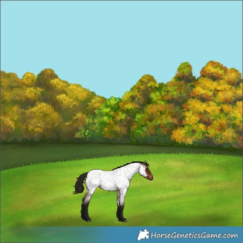 Horse Color:Gray Bay Roan Near Leopard 