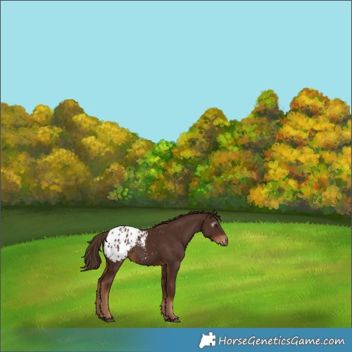 Horse Color:Gray Chestnut Blanket 
