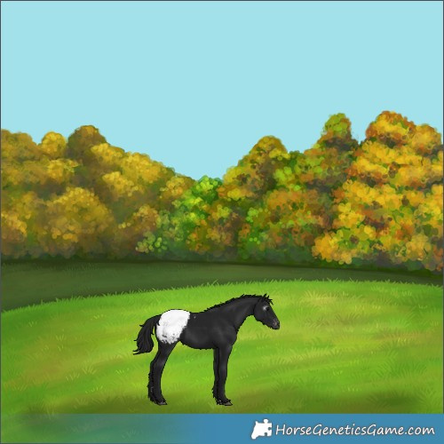 Horse Color:Gray Black Snowcap 
