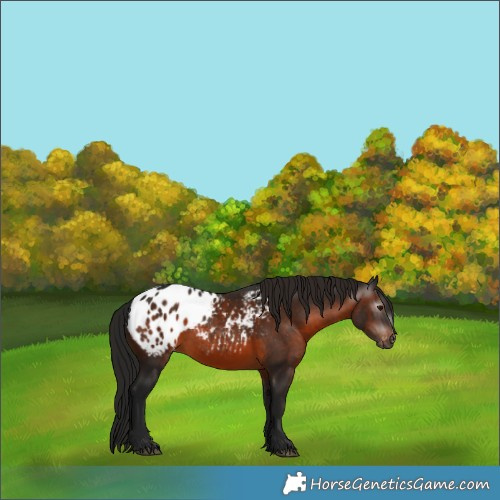 Horse Color:Gray White Spotted Bay Appaloosa 