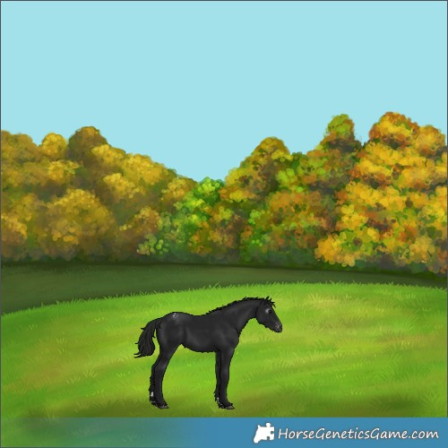 Horse Color:Gray Black Appaloosa 