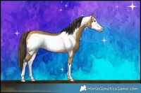Horse Color:White Spotted Buckskin Frame Rabicano 