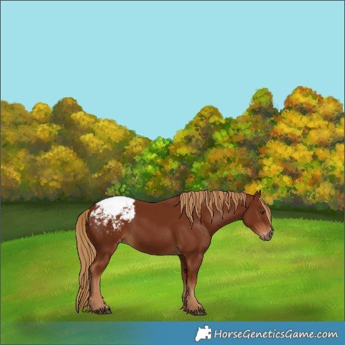 Horse Color:Gray Chestnut Snowcap 