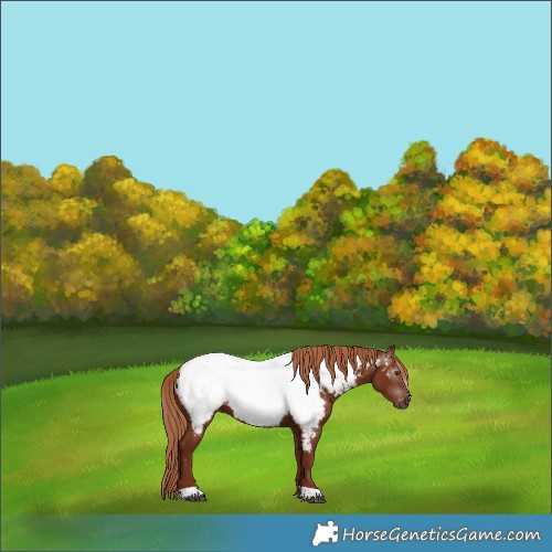 Horse Color:Gray Chestnut Near Fewspot 