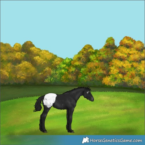Horse Color:Gray Black Snowcap 