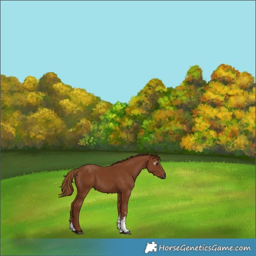 Horse Color:Gray Chestnut Sabino 