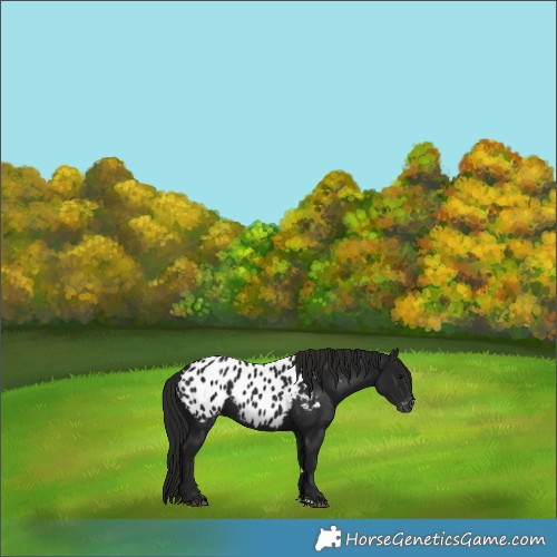 Horse Color:Gray Black Near Leopard 