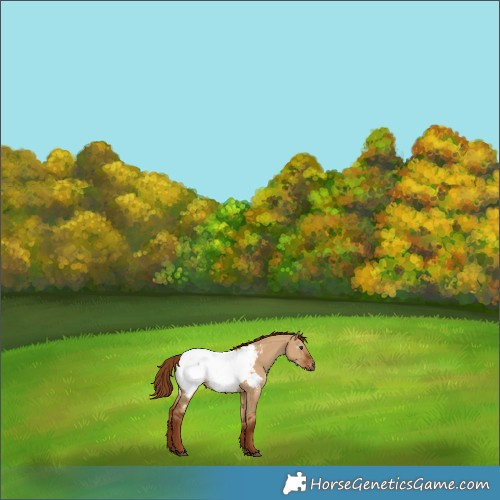 Horse Color:Gray Red Dun Near Fewspot 