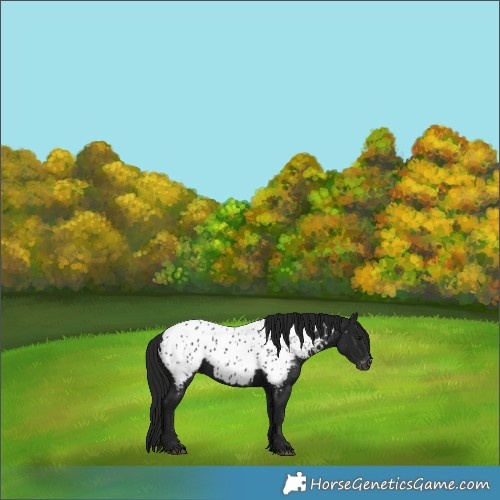 Horse Color:Gray Black Near Leopard 
