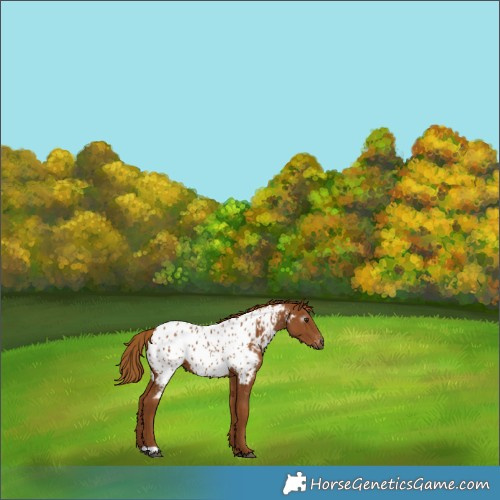 Horse Color:Gray Chestnut Near Leopard 