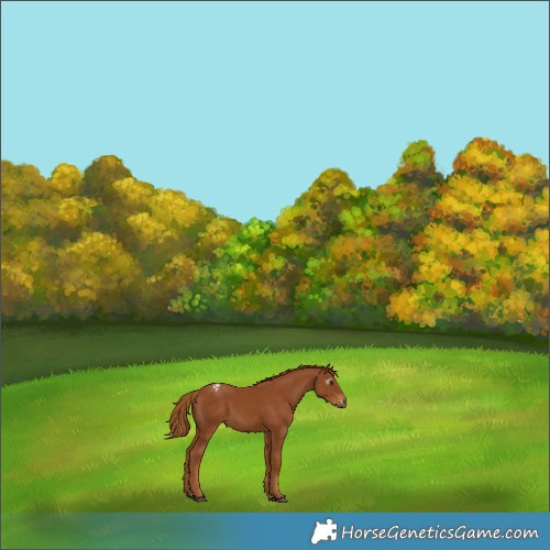 Horse Color:Gray Chestnut Varnish 