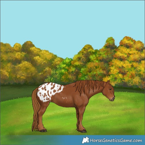 Horse Color:Gray Chestnut Blanket 